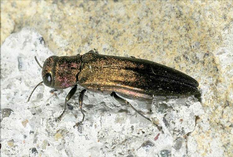 Agrilus sp. (Buprestidae)